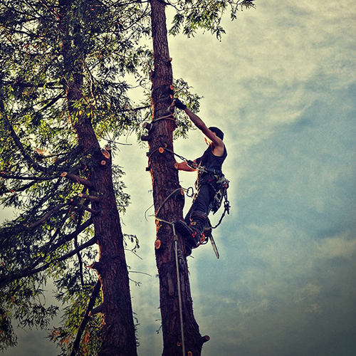 Tree Removal Service