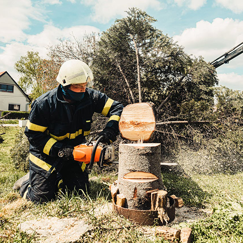 Tree Stump Removal Service