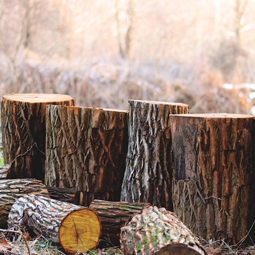 Tree Stump Removal Service